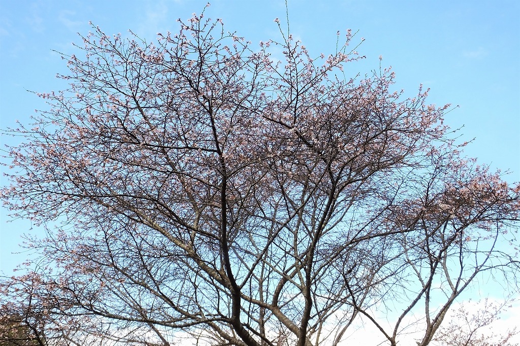 満開の四季桜。その近くでメジロとコゲラに出会う_b0236251_10485599.jpg