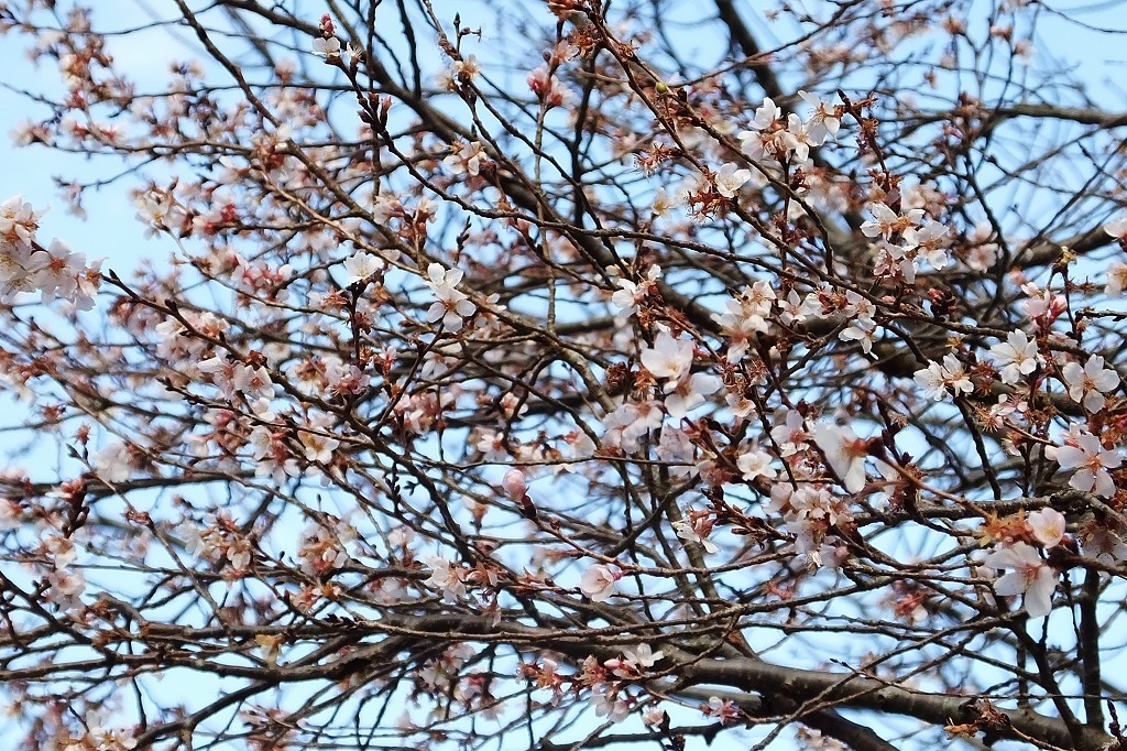 満開の四季桜。その近くでメジロとコゲラに出会う_b0236251_10490487.jpg