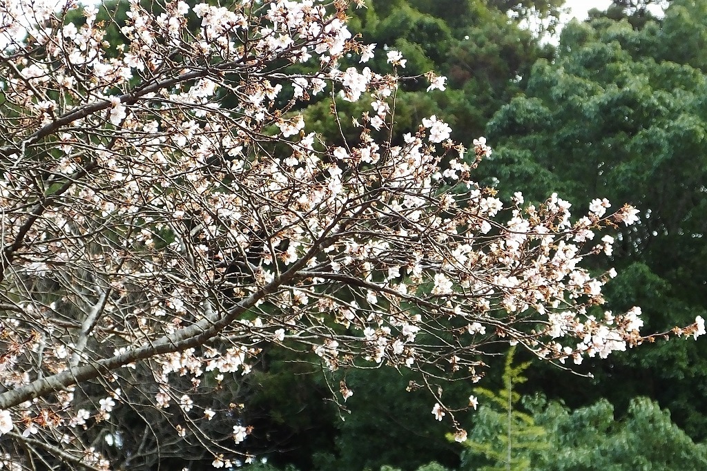 満開の四季桜。その近くでメジロとコゲラに出会う_b0236251_10490753.jpg