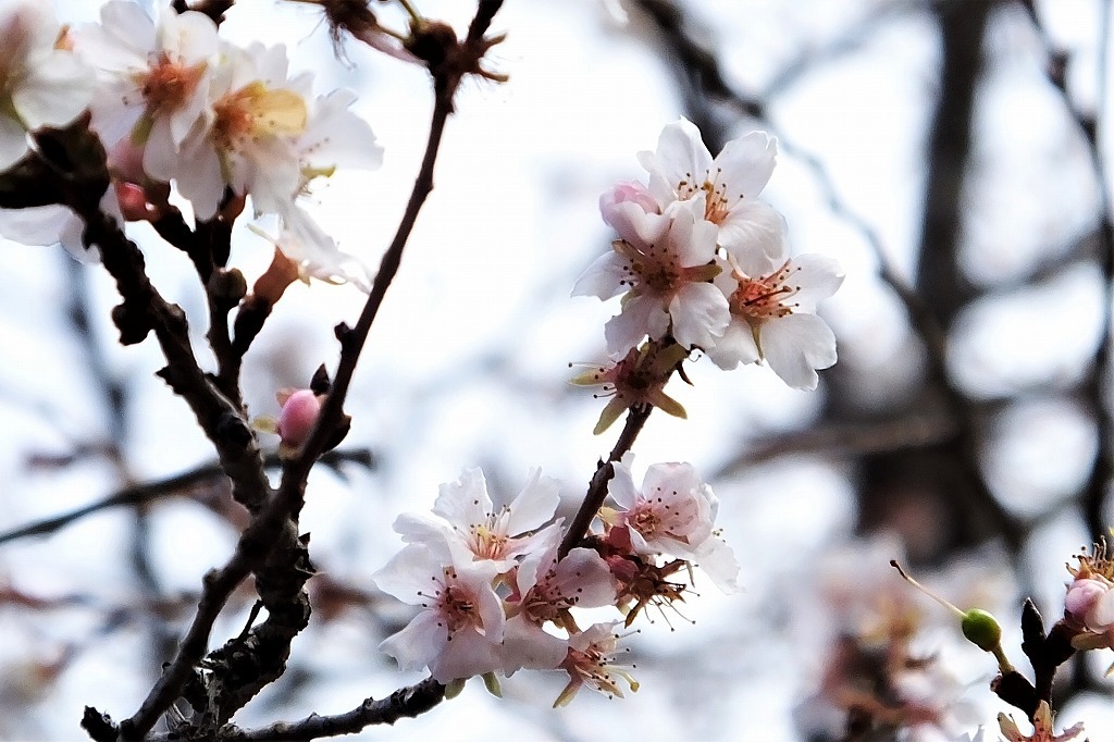 満開の四季桜。その近くでメジロとコゲラに出会う_b0236251_10491294.jpg