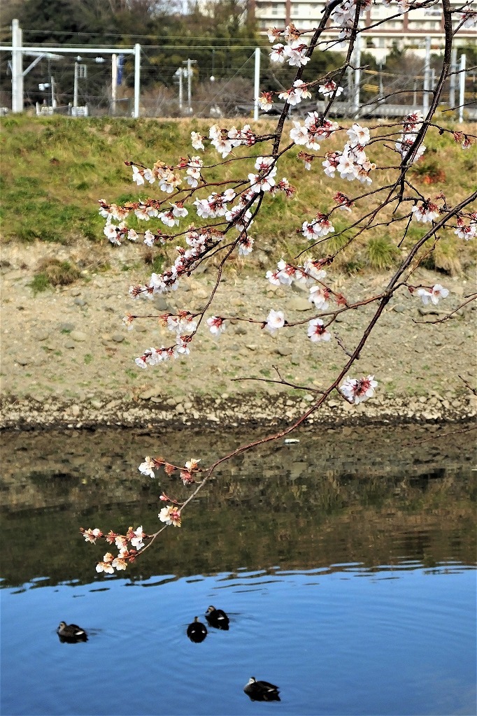 満開の四季桜。その近くでメジロとコゲラに出会う_b0236251_10544505.jpg