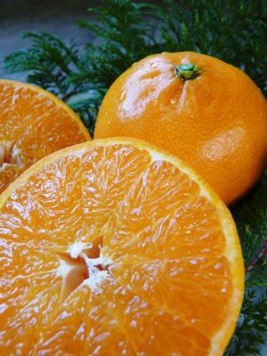 究極の柑橘「せとか」　順調に色づき今年もすこぶる順調！初出荷は平成30年の2月上旬の予定です！前編_a0254656_16495735.jpg