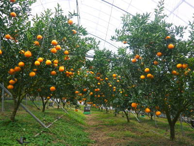 究極の柑橘「せとか」　順調に色づき今年もすこぶる順調！初出荷は平成30年の2月上旬の予定です！前編_a0254656_17390428.jpg
