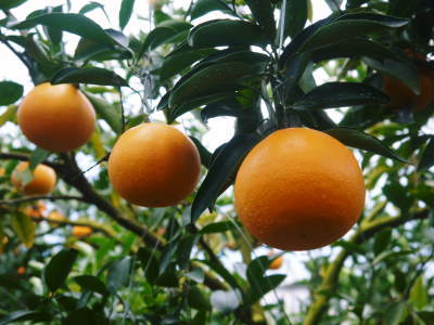 究極の柑橘「せとか」　順調に色づき今年もすこぶる順調！初出荷は平成30年の2月上旬の予定です！前編_a0254656_18025917.jpg