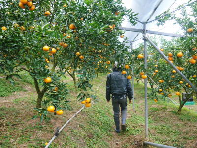 究極の柑橘「せとか」　順調に色づき今年もすこぶる順調！初出荷は平成30年の2月上旬の予定です！前編_a0254656_18300896.jpg