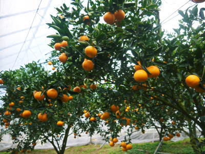 究極の柑橘「せとか」　順調に色づき今年もすこぶる順調！初出荷は平成30年の2月上旬の予定です！前編_a0254656_18404246.jpg