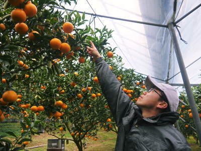 究極の柑橘「せとか」　順調に色づき今年もすこぶる順調！初出荷は平成30年の2月上旬の予定です！前編_a0254656_18463496.jpg