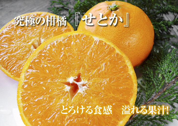 究極の柑橘「せとか」　順調に色づき今年もすこぶる順調！初出荷は平成30年の2月上旬の予定です！後編_a0254656_19111892.jpg