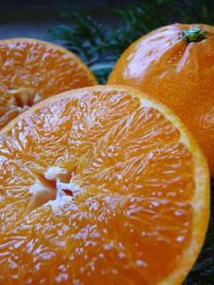 究極の柑橘「せとか」　順調に色づき今年もすこぶる順調！初出荷は平成30年の2月上旬の予定です！後編_a0254656_19255922.jpg