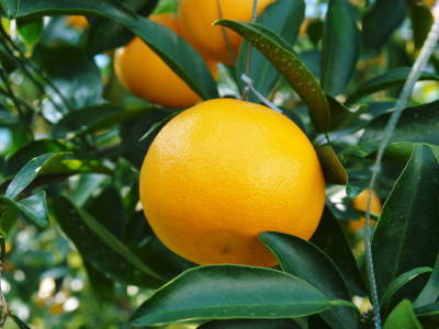 究極の柑橘「せとか」　順調に色づき今年もすこぶる順調！初出荷は平成30年の2月上旬の予定です！後編_a0254656_19331868.jpg