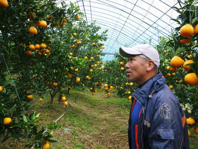 究極の柑橘「せとか」　順調に色づき今年もすこぶる順調！初出荷は平成30年の2月上旬の予定です！後編_a0254656_20062795.jpg