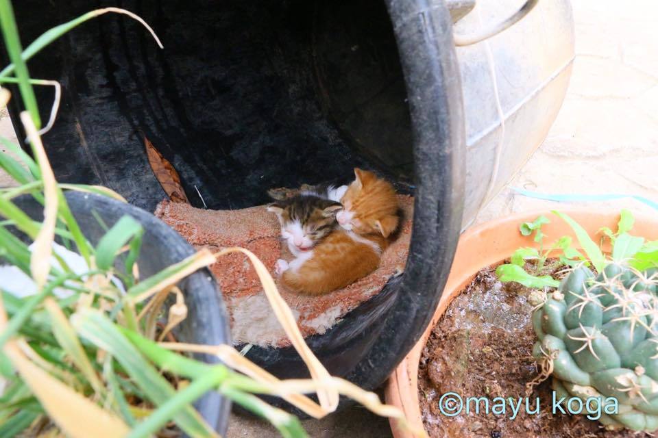 シンクロする子猫ちゃん_e0255060_01281678.jpg