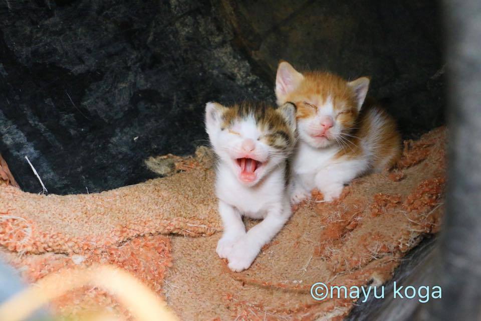 シンクロする子猫ちゃん_e0255060_01294313.jpg