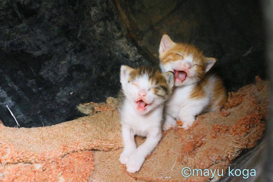 シンクロする子猫ちゃん_e0255060_01302328.jpg