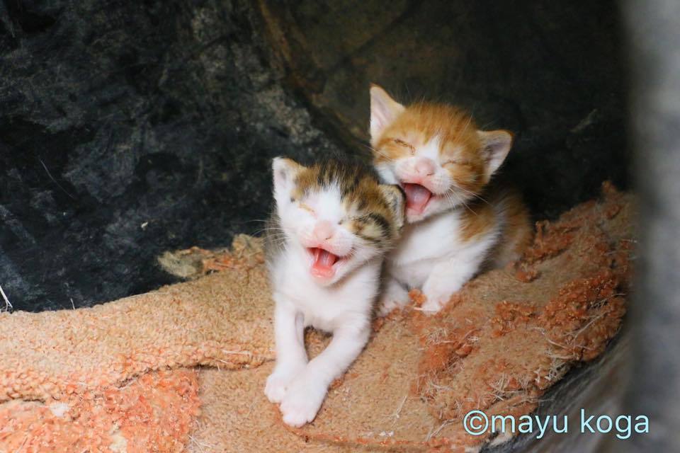 シンクロする子猫ちゃん_e0255060_01311446.jpg