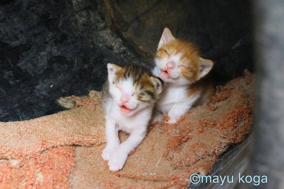 シンクロする子猫ちゃん_e0255060_01321930.jpg