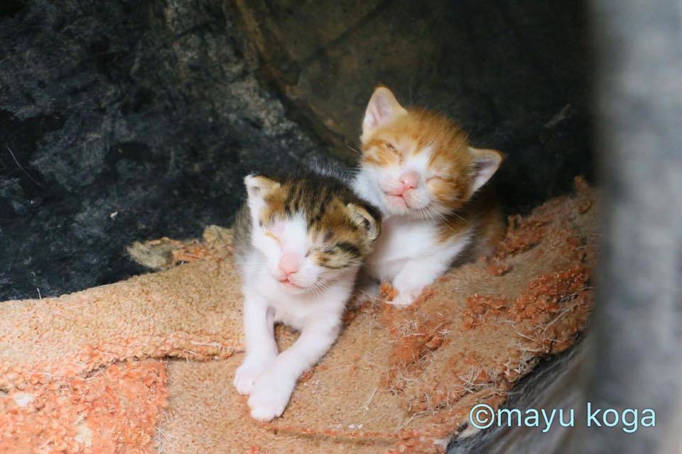 シンクロする子猫ちゃん_e0255060_01325746.jpg