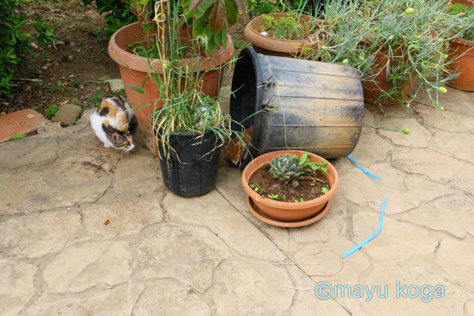 シンクロする子猫ちゃん_e0255060_01333264.jpg