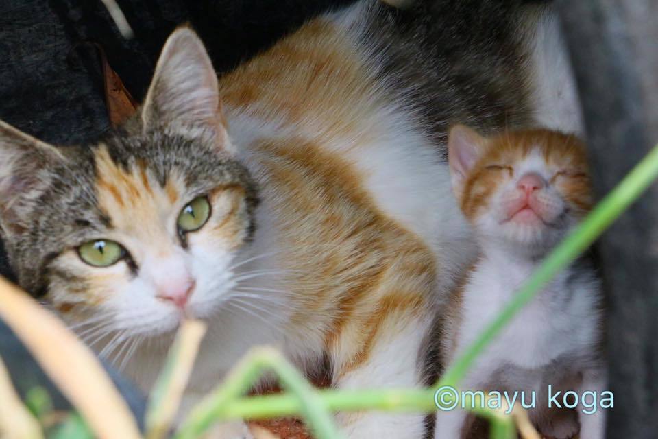 シンクロする子猫ちゃん_e0255060_01342675.jpg