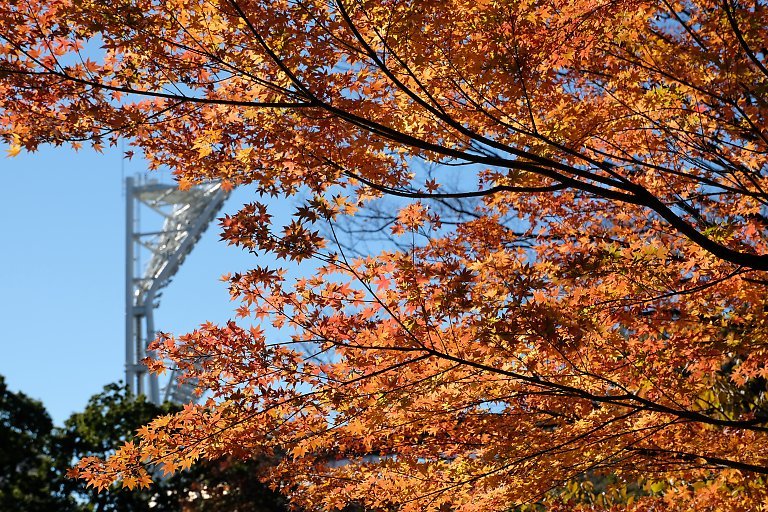 横浜公園（１２月１７日）_c0057265_15474529.jpg