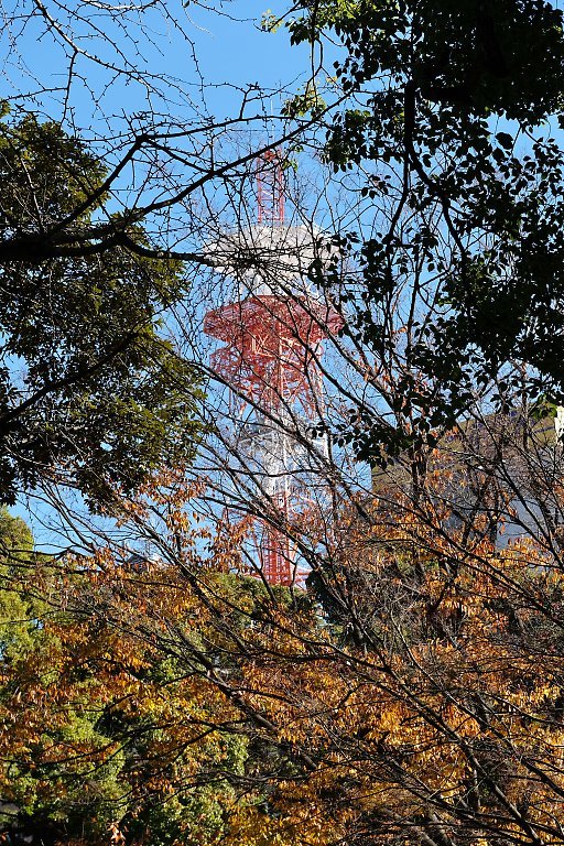 横浜公園（１２月１７日）_c0057265_15502648.jpg