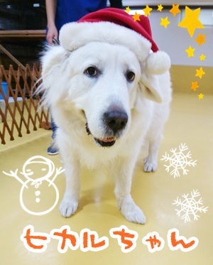 クリスマス先取り☆彡 第3弾_f0357682_11334550.jpg