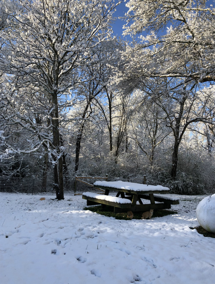 突然のドカ雪あれから～停電サバイバル_e0034987_4595561.jpg