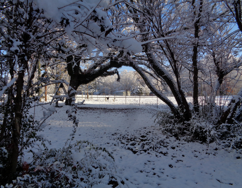 突然のドカ雪あれから～停電サバイバル_e0034987_532838.jpg