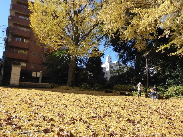 落ち葉と紅葉と♪新宿御苑はいつ行ってもステキな公園です♪_b0287088_20413593.jpg