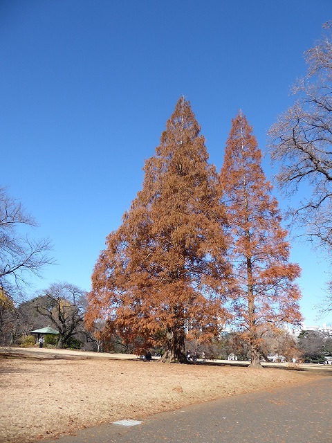 落ち葉と紅葉と♪新宿御苑はいつ行ってもステキな公園です♪_b0287088_20460130.jpg