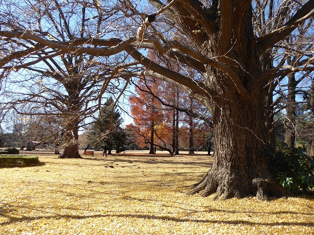 落ち葉と紅葉と♪新宿御苑はいつ行ってもステキな公園です♪_b0287088_20465289.jpg