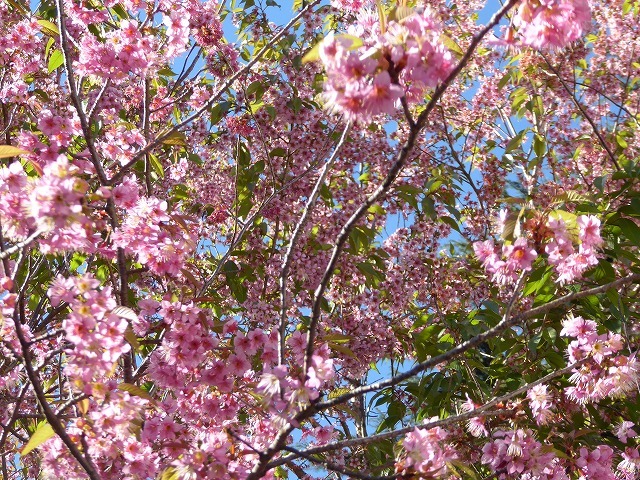 b0287088_20502866.jpg