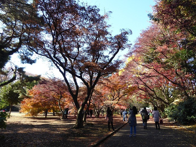 落ち葉と紅葉と♪新宿御苑はいつ行ってもステキな公園です♪_b0287088_20532240.jpg