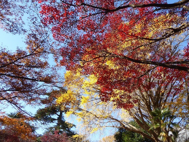 落ち葉と紅葉と♪新宿御苑はいつ行ってもステキな公園です♪_b0287088_20535151.jpg