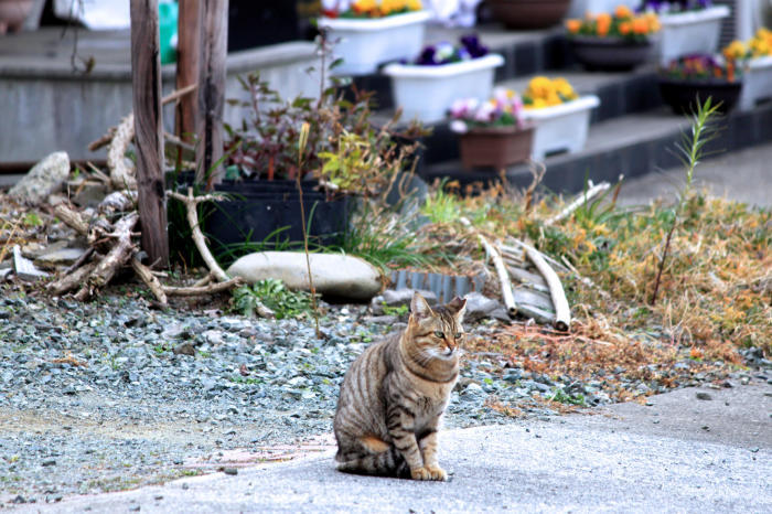 宿場町大津（５）（熊本）。_c0368903_14283892.jpg