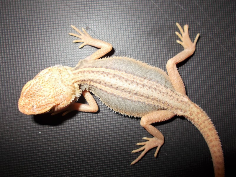 新入荷 フトアゴヒゲトカゲ Petshop Ace ペットショップ エース のブログ 新入荷 フトアゴヒゲトカゲ Petshop Ace ペットショップ エース のブログ