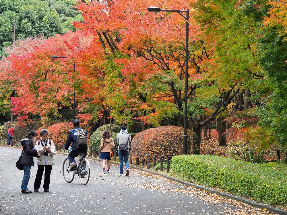 ＊ 秋の北の丸公園・皇居東御苑めぐり_b0204819_11350975.jpg