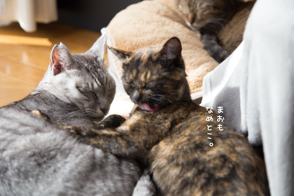 ふたつのタイプ。 _d0355333_17570118.jpg