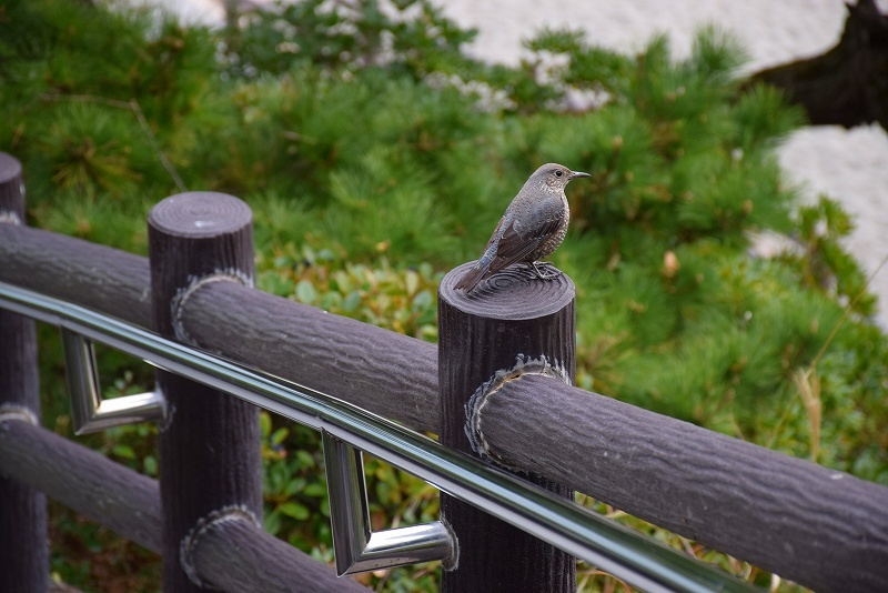 高知「桂浜公園・海岸・竜馬像」20171212_e0237645_15593020.jpg