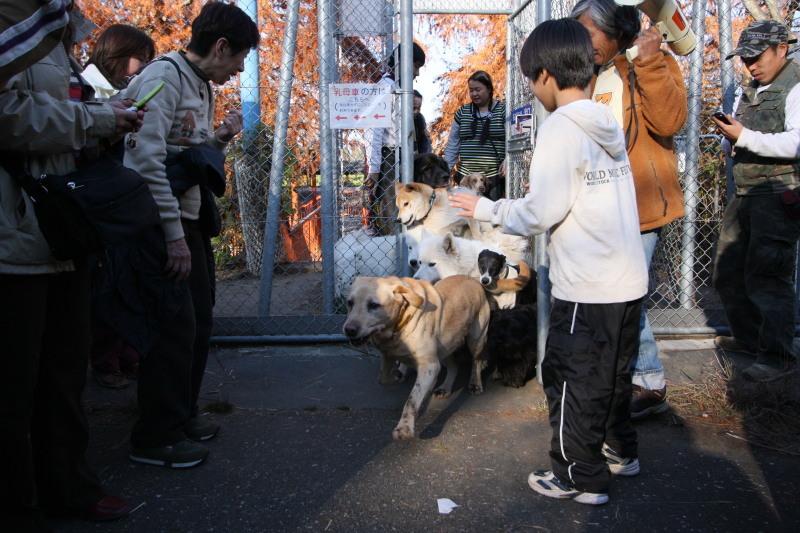 犬の飼育数が３年連続で減少_d0290846_19335645.jpg