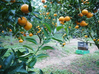 究極の柑橘「せとか」　順調に色づき今年もすこぶる順調！初出荷は平成30年の2月上旬の予定です！後編_a0254656_15231010.jpg