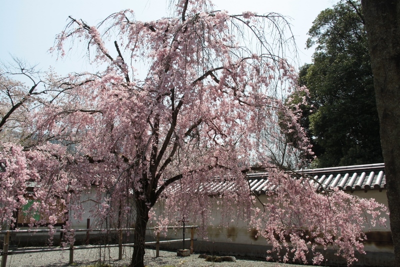 a0355356_10021122.jpg