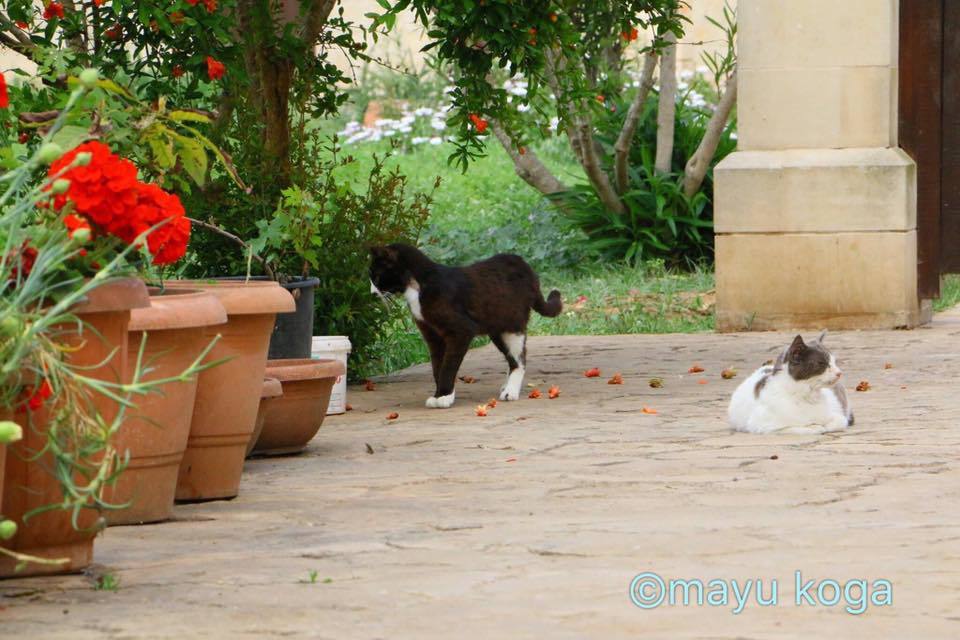猫の修道院のニャンコ達_e0255060_23210129.jpg