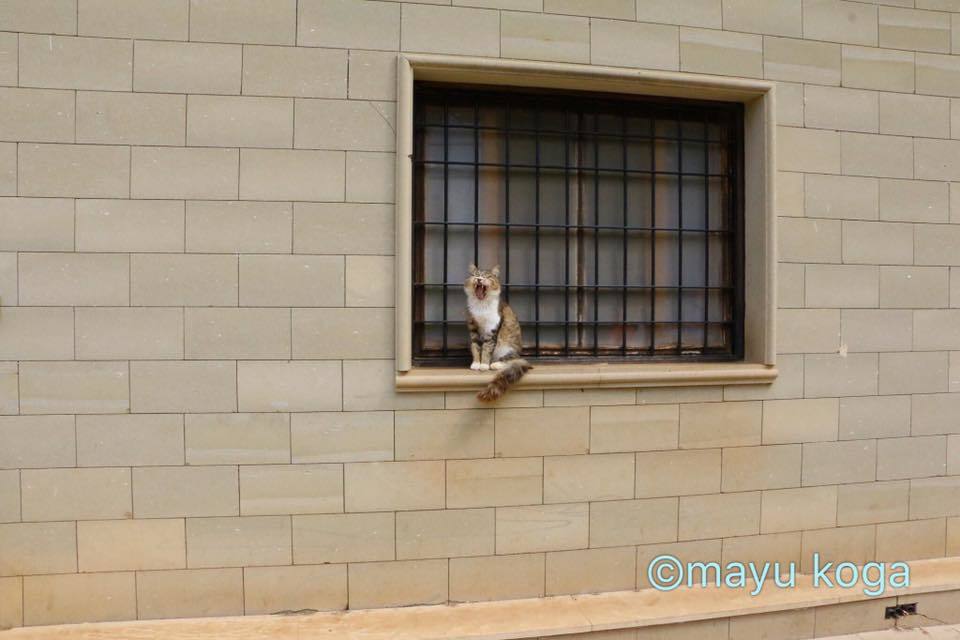 猫の修道院のニャンコ達_e0255060_23241617.jpg