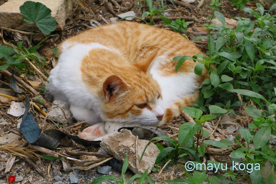 猫の修道院のニャンコ達_e0255060_23245295.jpg