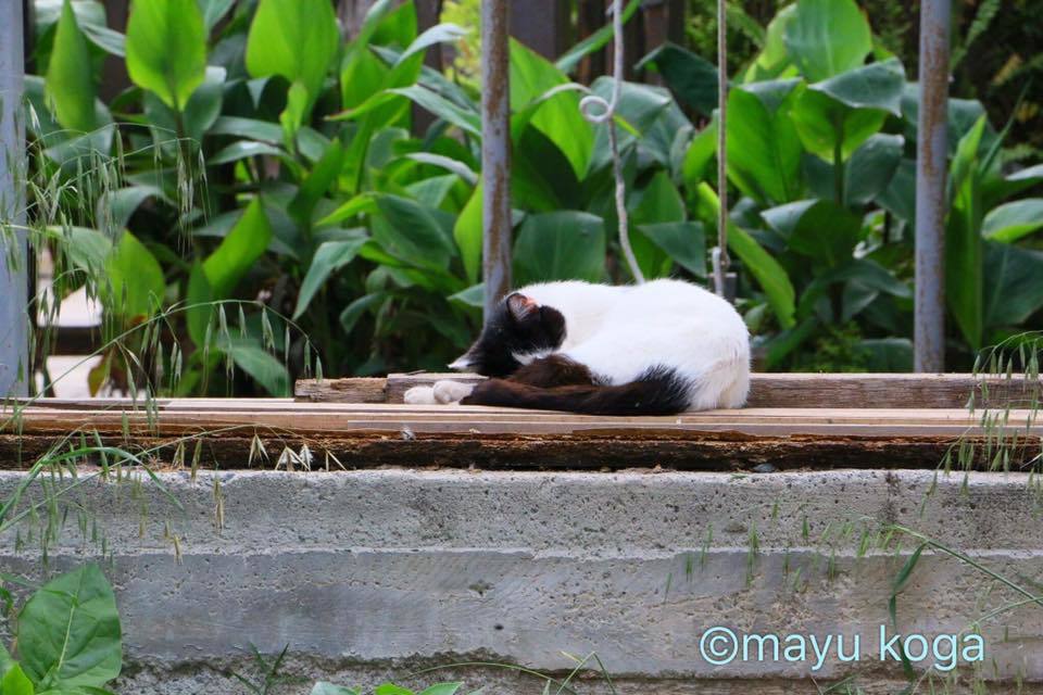 猫の修道院のニャンコ達_e0255060_23251334.jpg