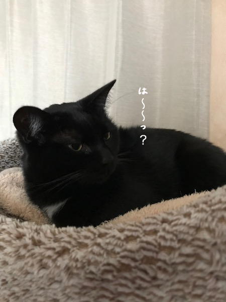 a0216583_12320638.png