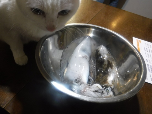渡船釣行 (大瀬戸 五郎ケ島)_d0195183_01224639.jpeg