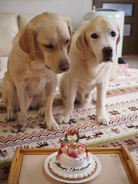 クリスマスケーキのプレゼント♡_c0028792_20030106.jpg