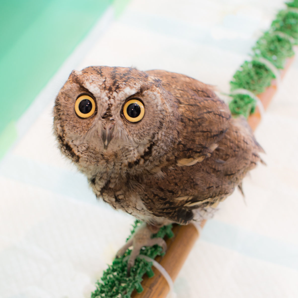 ふくろうカフェ 相模原 町田エリアの写真サークル なちゅフォト ブログ ふくろうカフェ 相模原 町田エリアの写真サークル なちゅフォト ブログ